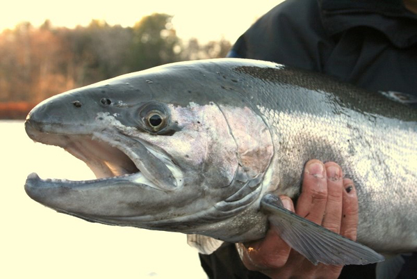 Coldsteel Steelhead