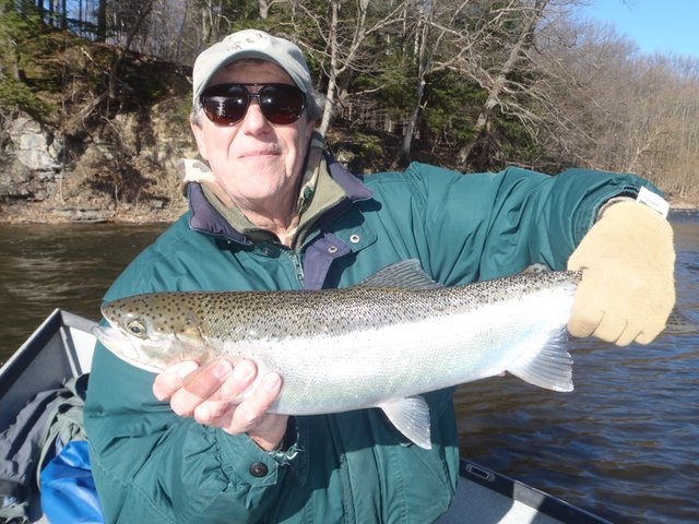 bright steelhead