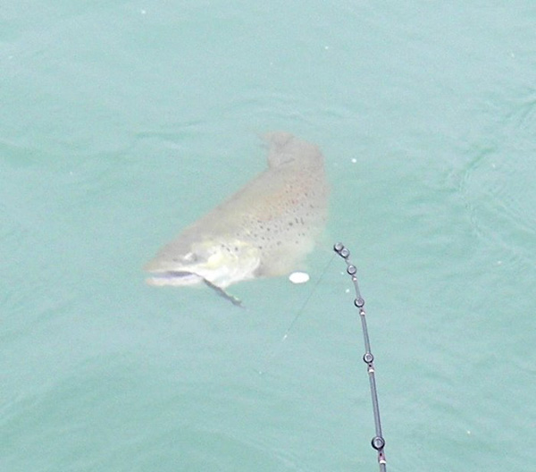 lake ontario charter