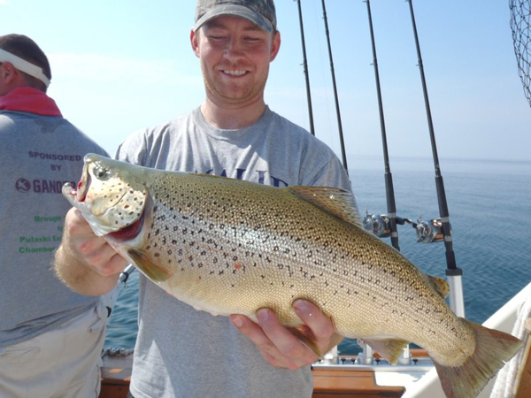 brown trout