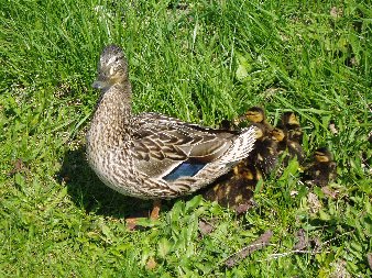 mommaduck.jpg (49944 bytes)