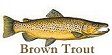 brown trout